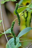 Black Pepper