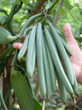 Black Vanilla Husk